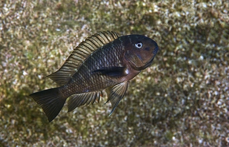 Tropheus moorii 'Popo (Kizumbi) Rocks'